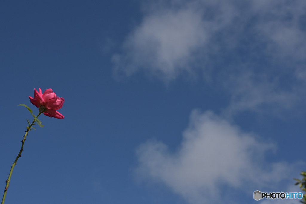 バラと夏空