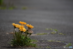 踏まれないで