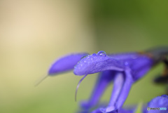 ガラニチカに目が