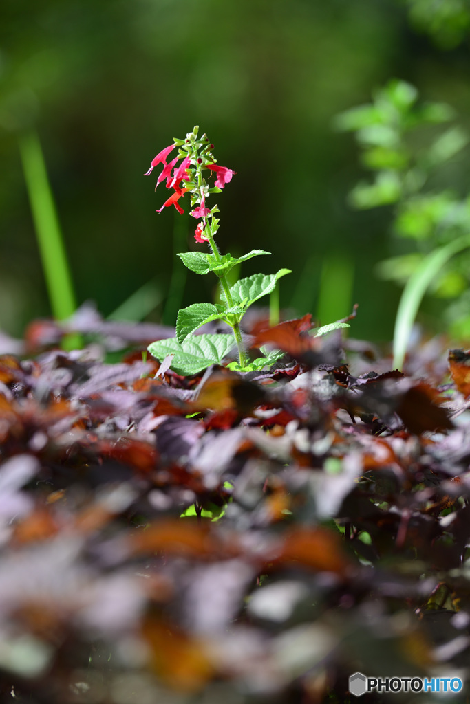 一本の花