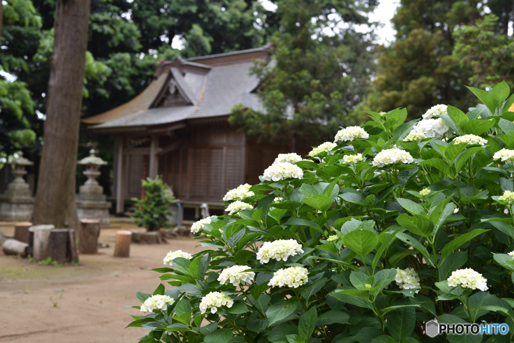 紫陽花と稲荷神社