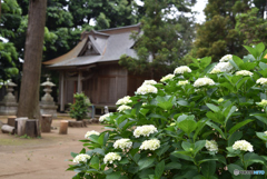 紫陽花と稲荷神社