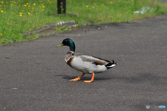 カモさん