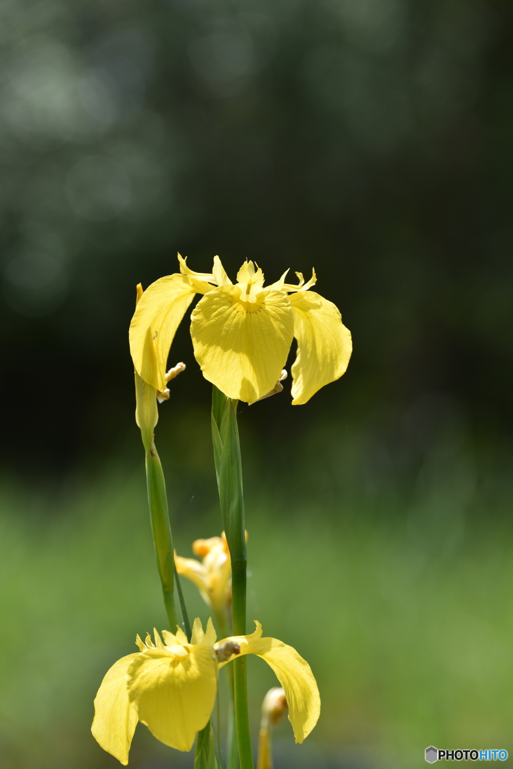 花菖蒲