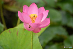 虫さんごめんなさい。