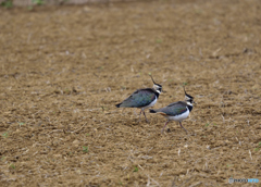 ご馳走少ないね 