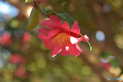 山茶花