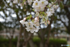 やっと咲き始めた