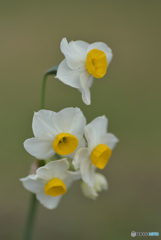 冬の花