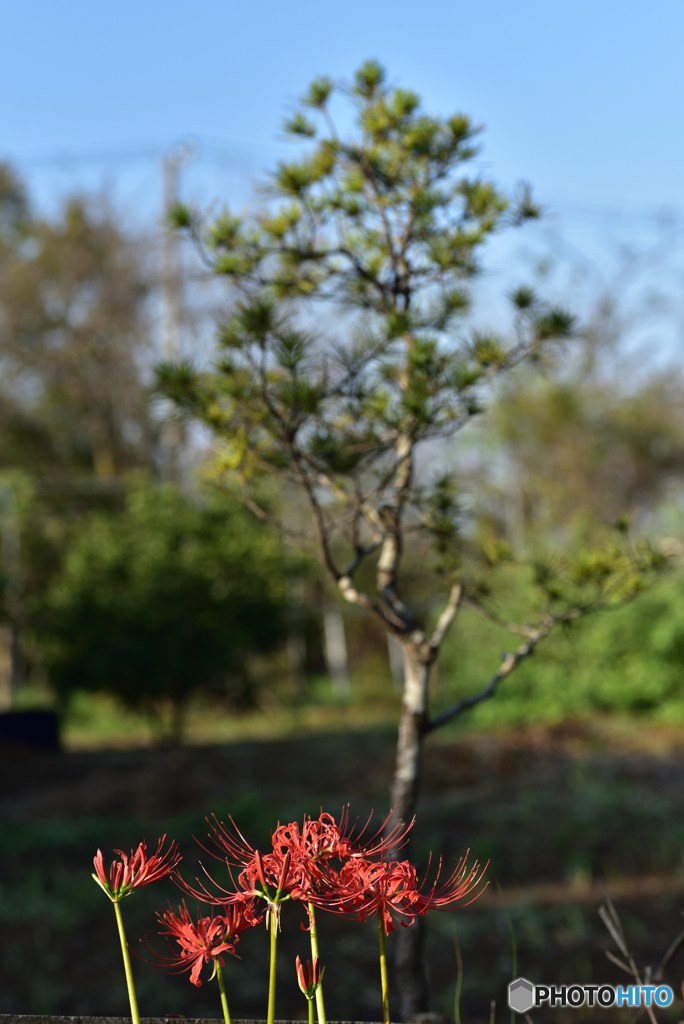 紅い花 