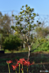 紅い花 