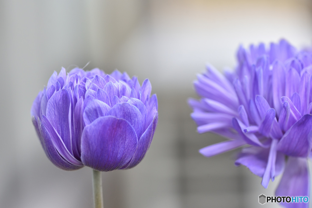 プランターの花