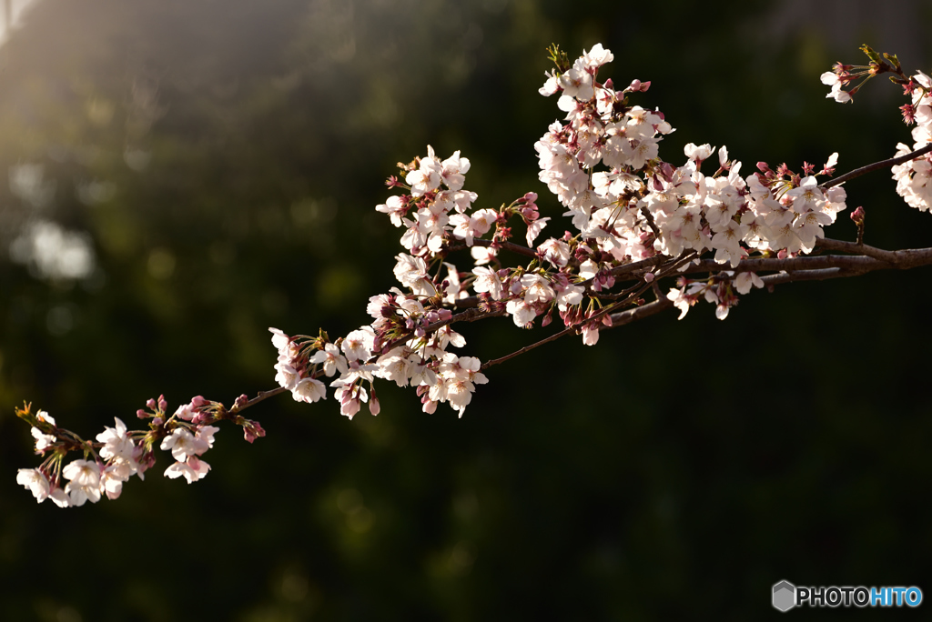 朝桜