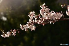 朝桜