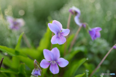 道端の花