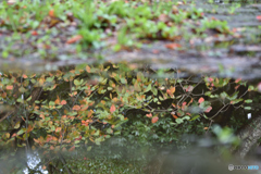 水たまりの秋