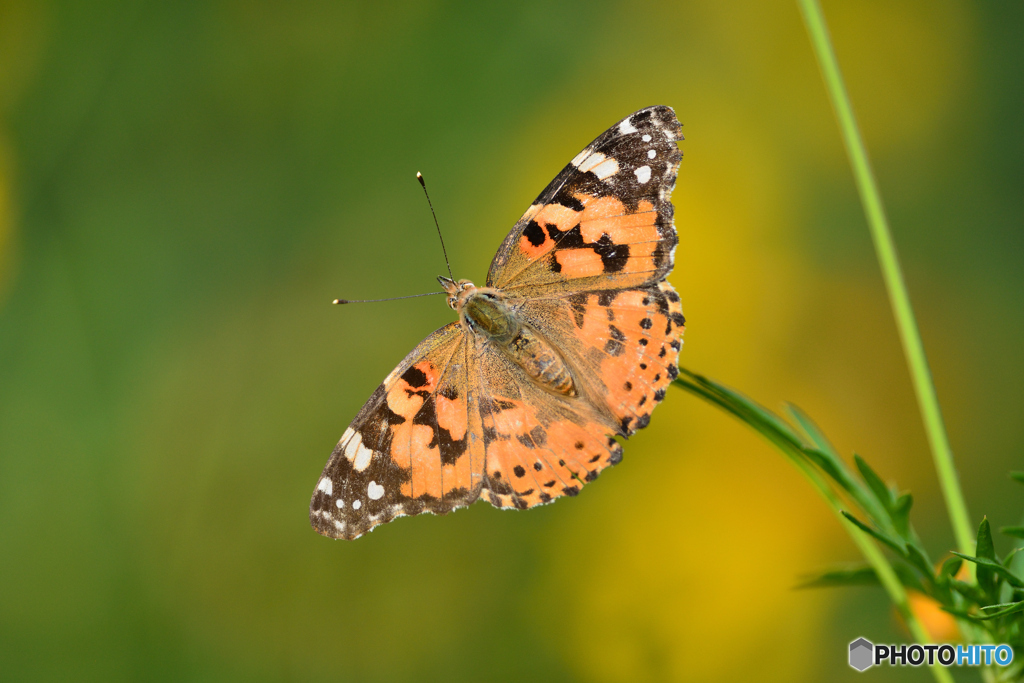 ヒメアカタテハ　