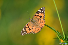 ヒメアカタテハ　