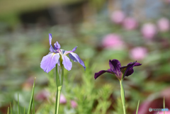 アピールする花