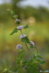 名前、知らないよ～