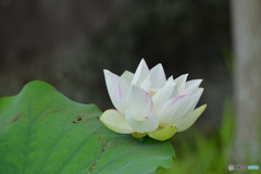 葉の上の花