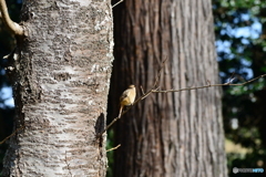 野鳥