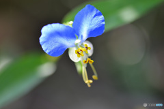 露草？