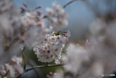 隠れる花