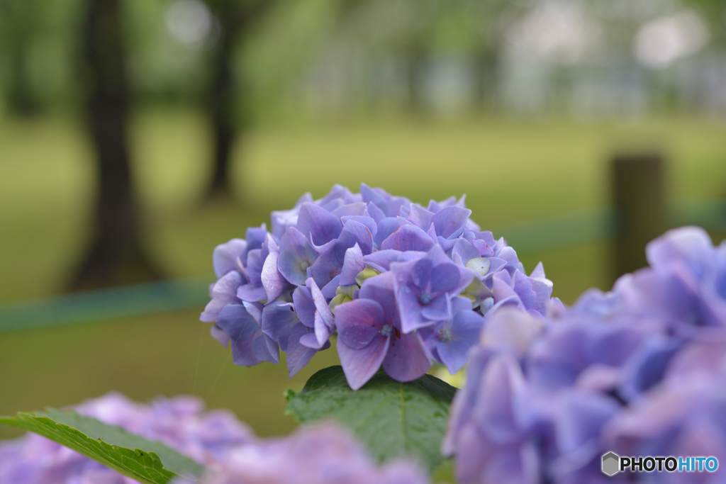 公園の紫陽花　②