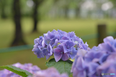 公園の紫陽花　②