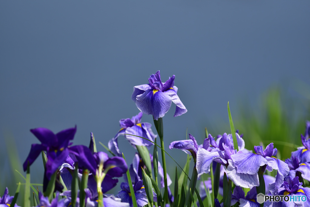 花菖蒲