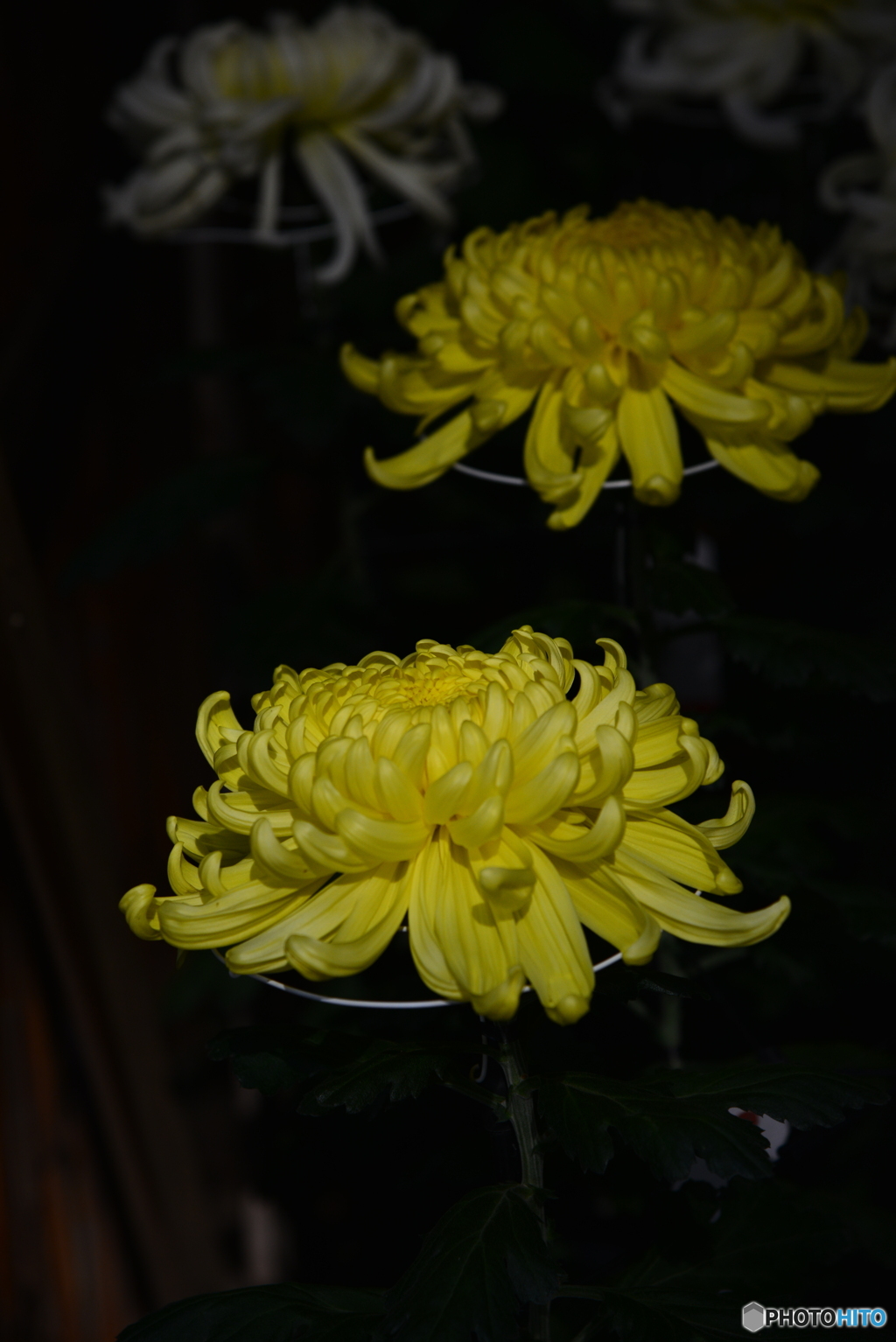 菊　③