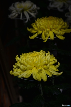 菊　③