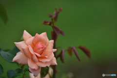 梅雨時期のバラ