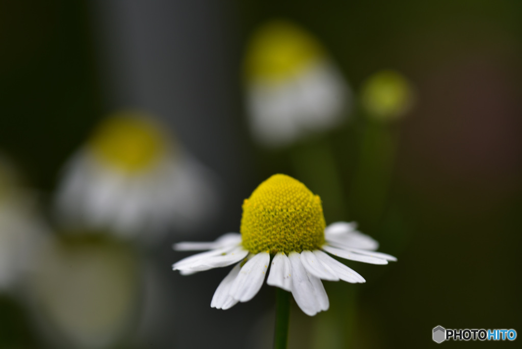 小さな花