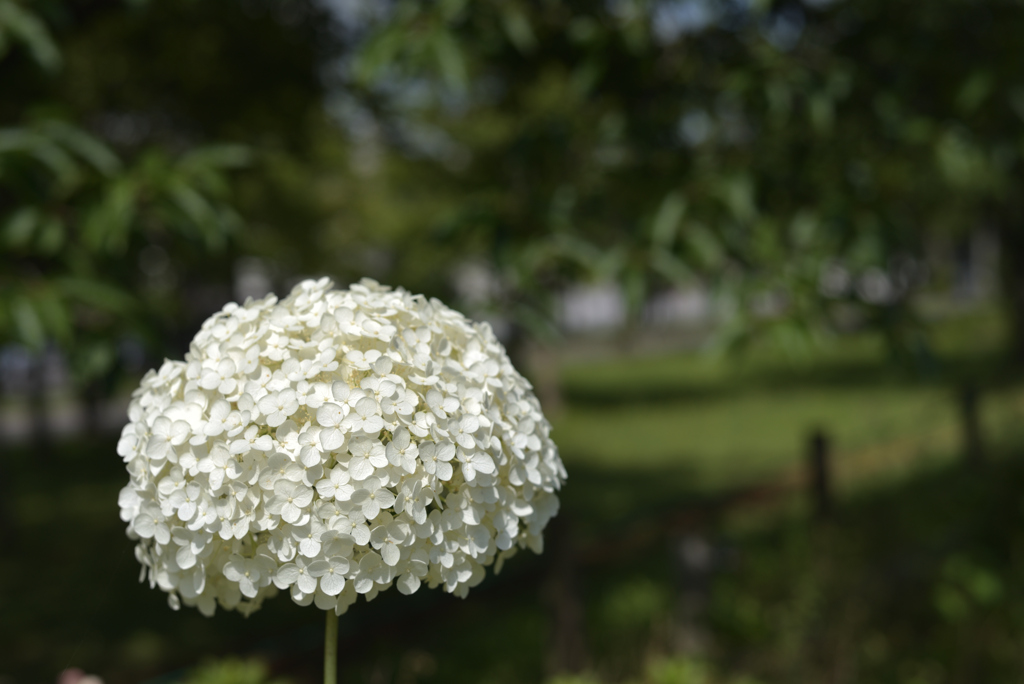 白紫陽花