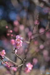 梅の花 