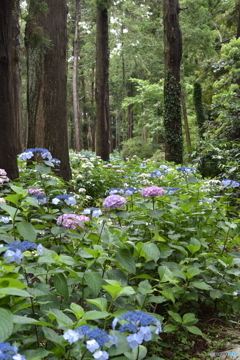 森林の紫陽花　③