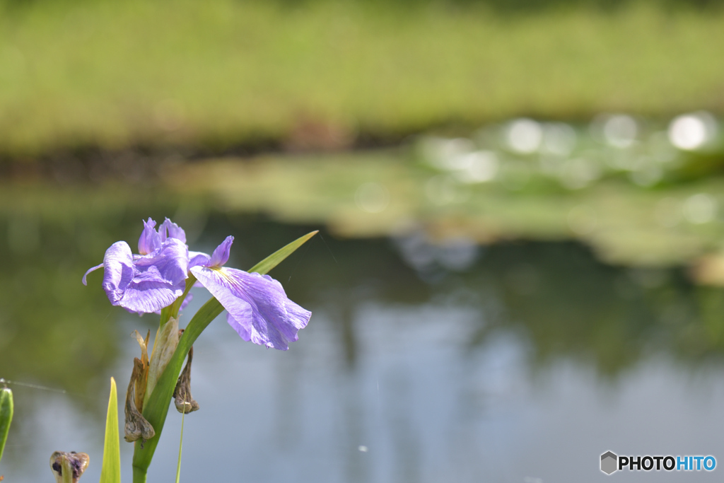 花菖蒲～①