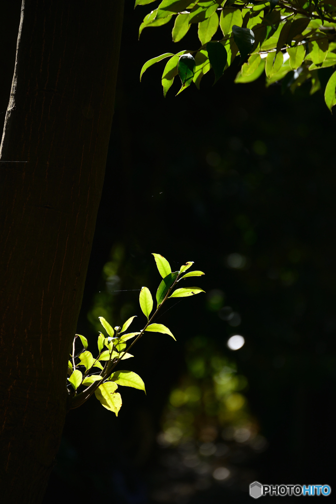 輝く葉たち