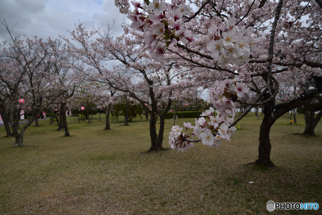 公園の桜