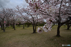 公園の桜