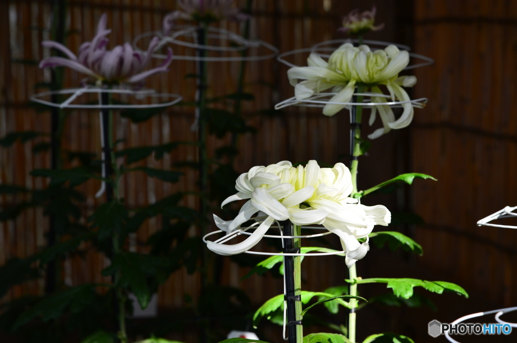 菊　②