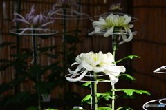 菊　②