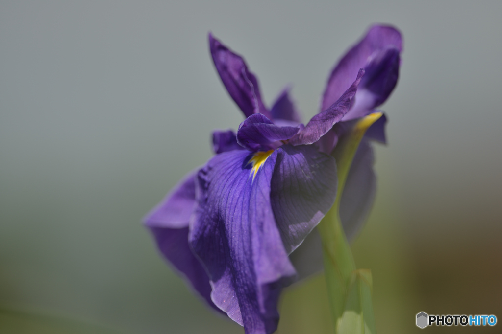 花菖蒲　紫