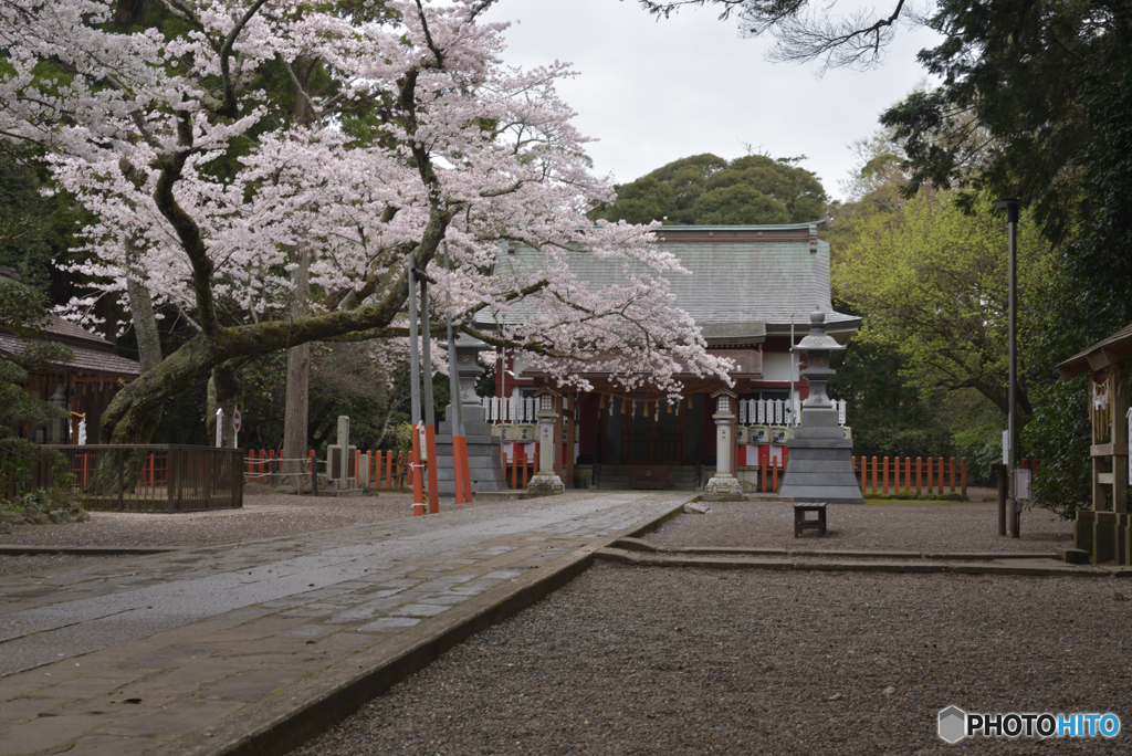 サクラ咲く神社