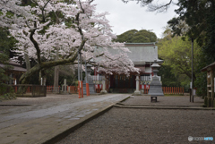 サクラ咲く神社
