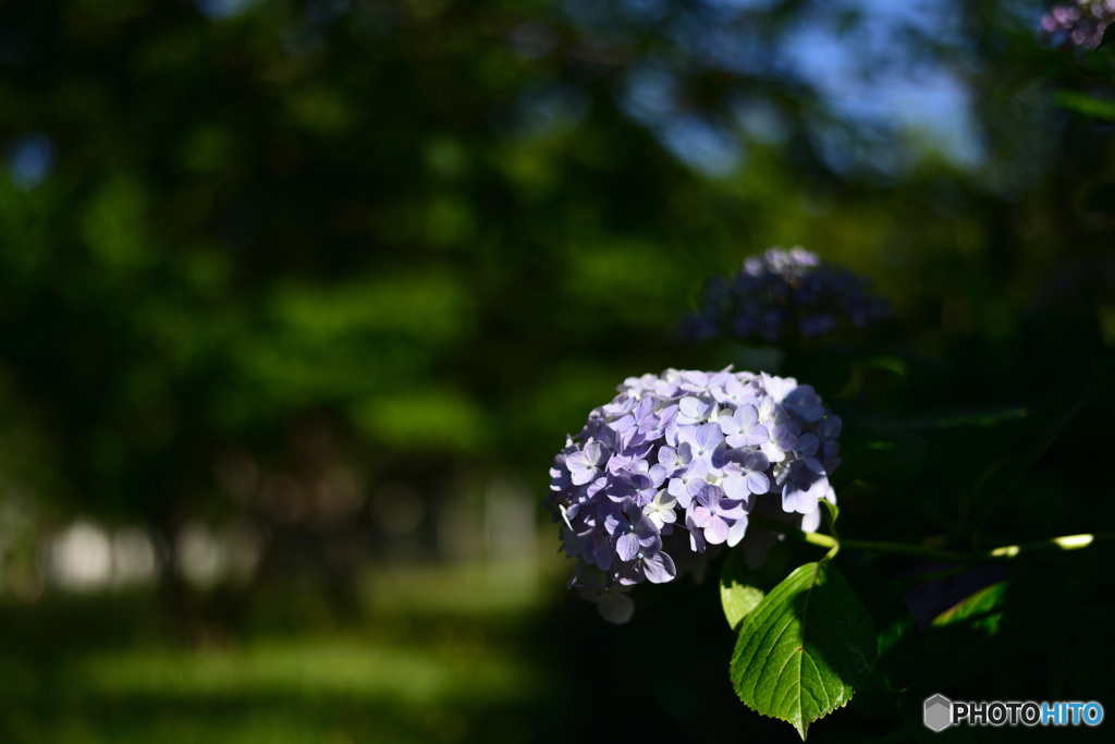 紫陽花