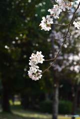 桜 