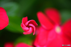 蕾